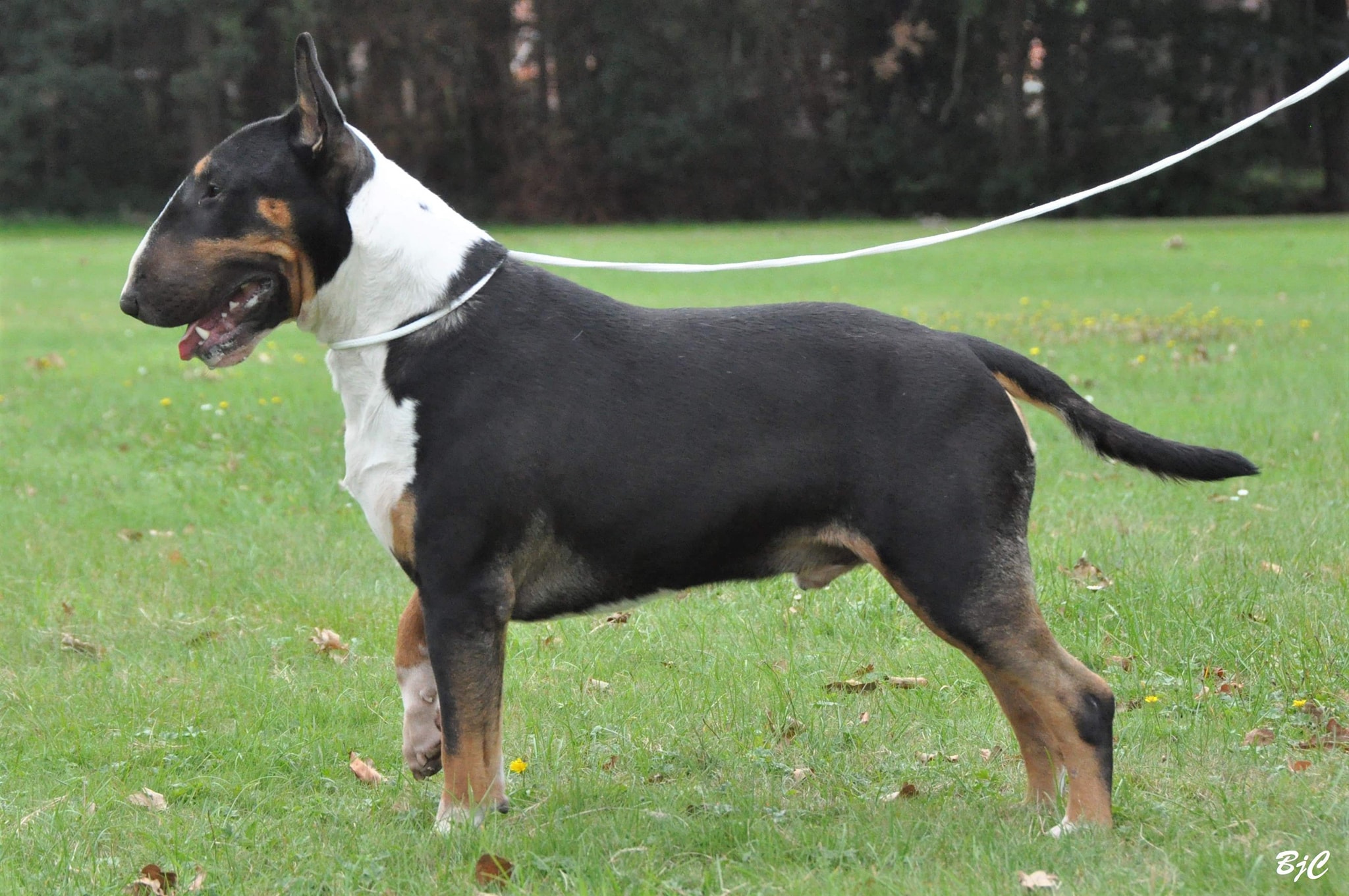 Indian Dogs Kennel Bullterriërpups