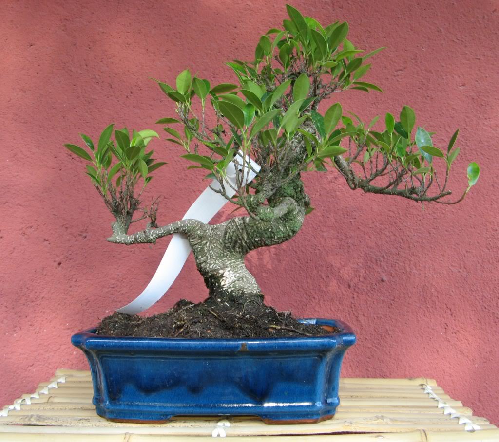 Ficus tiger bark 2007-2020 Fig1