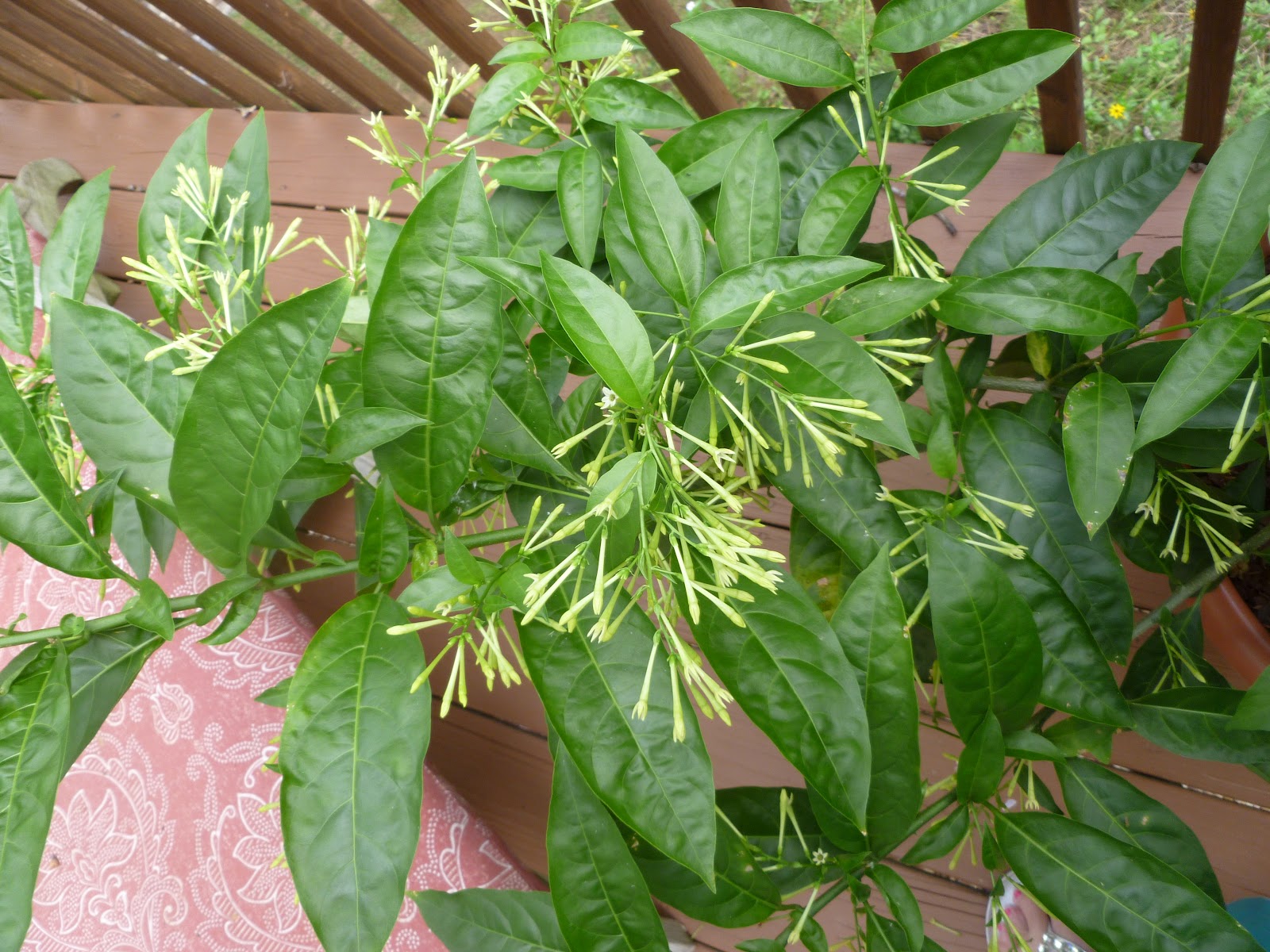 Lindaraxa Night Jasmine