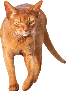 Free Cat Images: free scrap walking cat png -walking red cat cut out