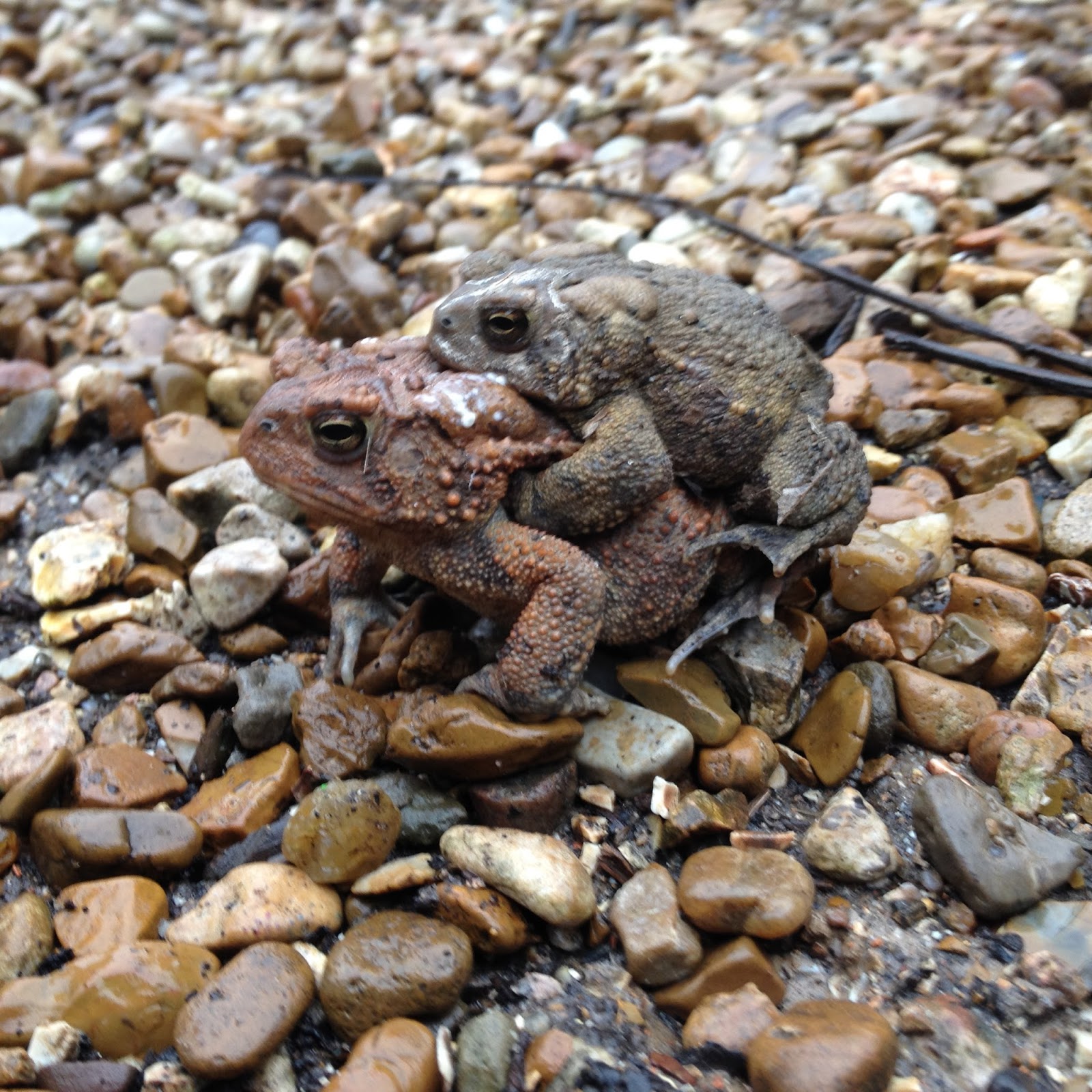 Wisdom of the Hands two birds and a bunch of frogs.