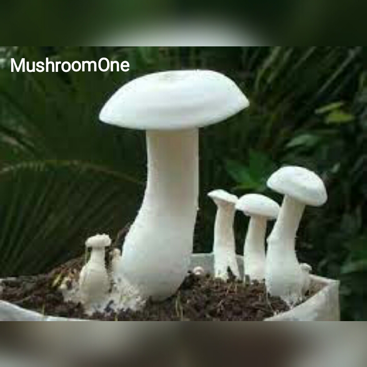 principal of mushroom cultivation in hindi Mushroom One