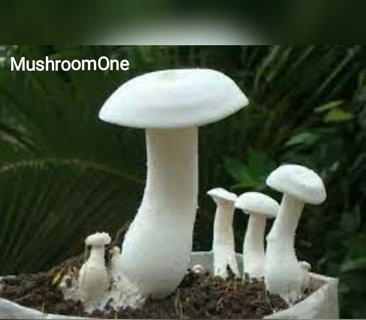 principal of mushroom cultivation in hindi - Mushroom One