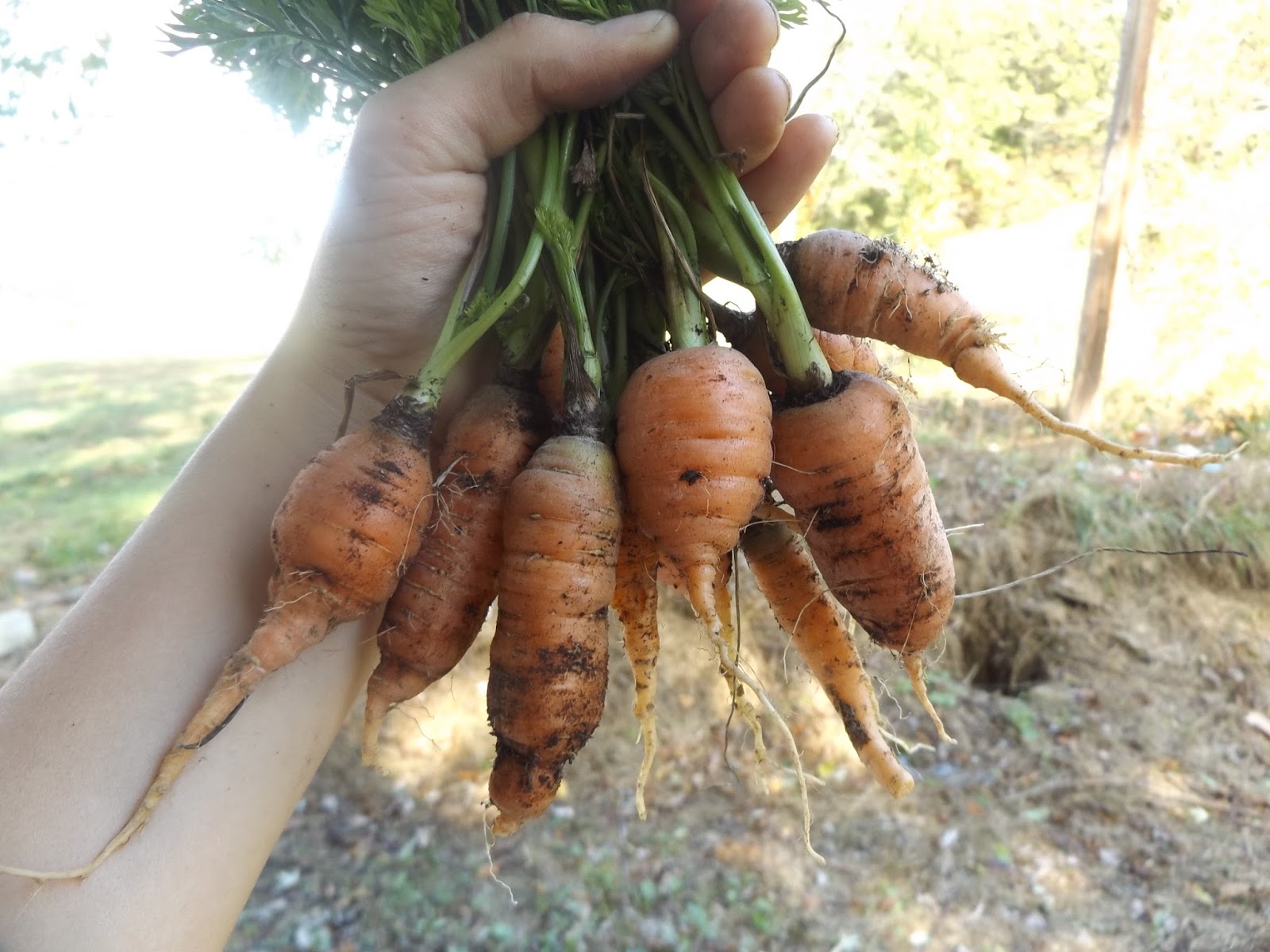 Carrot, pepper, bean harvest Gardening Forums