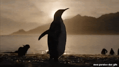 Gifs de Pinguins Reis