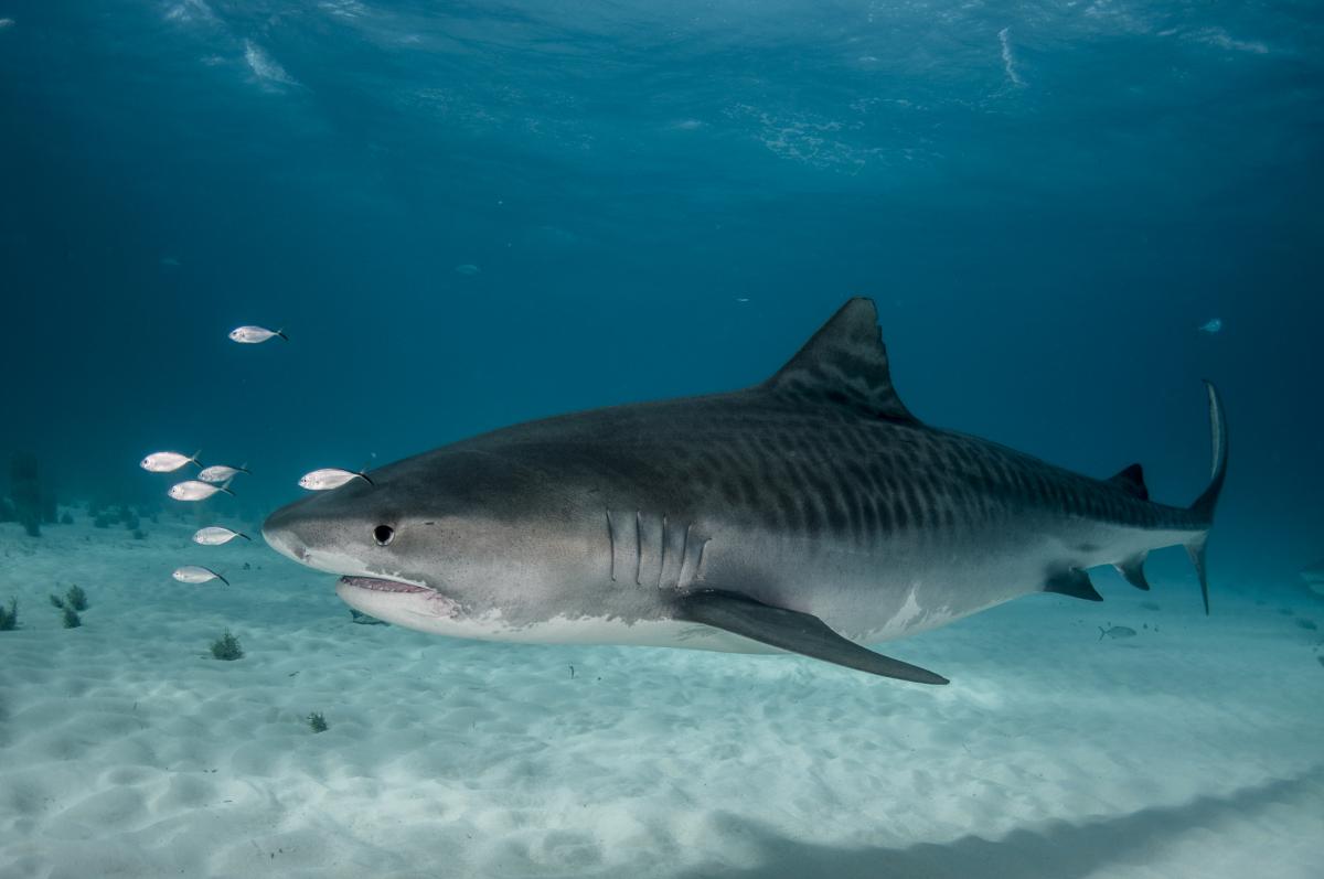 How long do tiger sharks live? Are tiger sharks dangerous to humans?