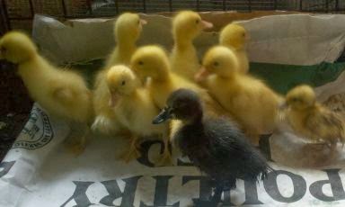 Chickens for backyards, Ducklings, Rouen duck, Pekin duck, Silver Welsh Harlequin, mail order ducks