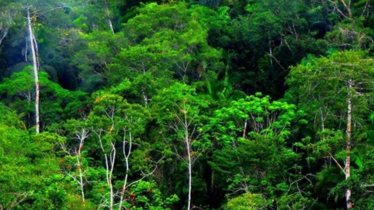 Keunikan Hutan Hujan Tropis