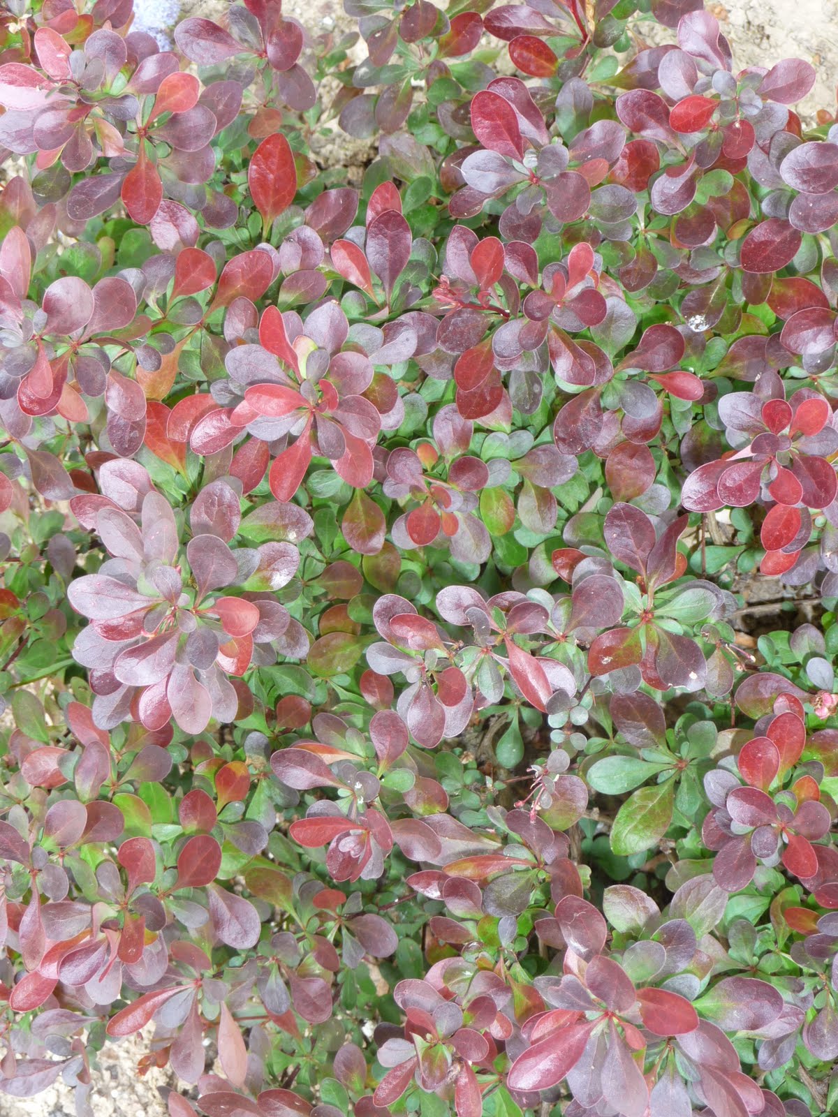 Barberry Flowers Photos Barberry Flowers Images Alamy