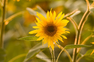 Naturfotografie Lippeaue Sonnenblume