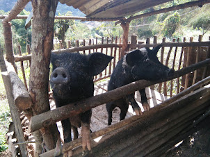 A Pig Pen in Kisama village.
