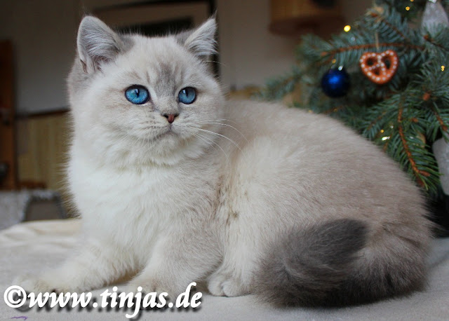 Britisch Kurzhaar Tinjas BKH Katzenzucht tinjas