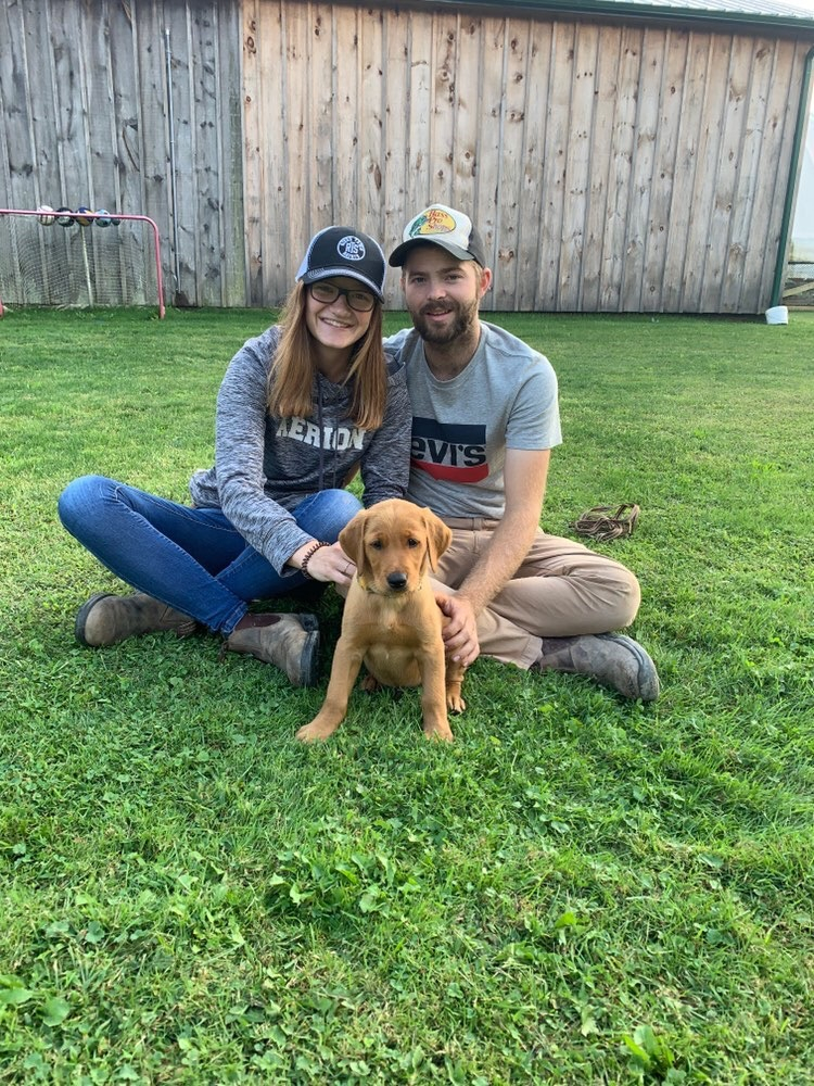 golden retriever puppies for sale kennel club