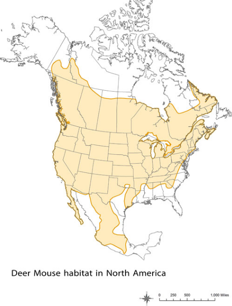 Deer Mouse Habitat in North America
