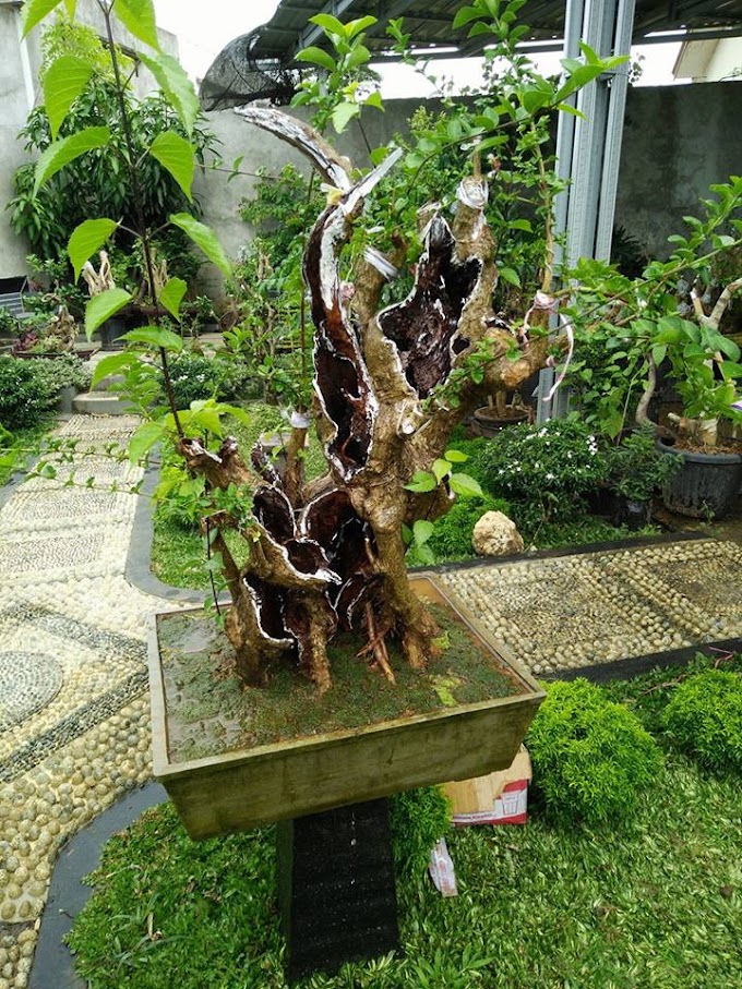 Dongkelan  Wahong (Premna Nauseose)