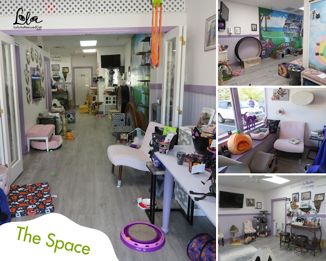 purrsonal space |cat cafes