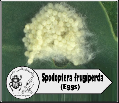 بيض فراشة دودة الحشد الخريفية Spodoptera frugiperda