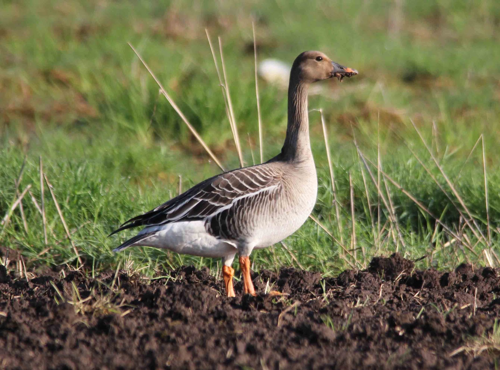 OSLO BIRDER Now for the full story