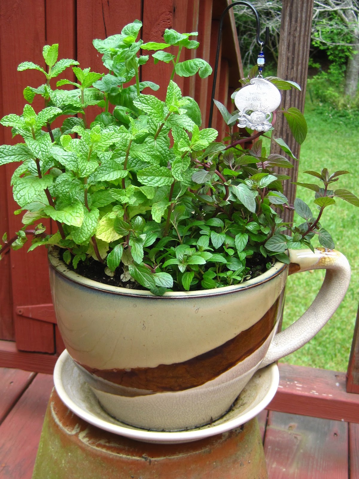 Tea With Friends Mint garden in a teacup
