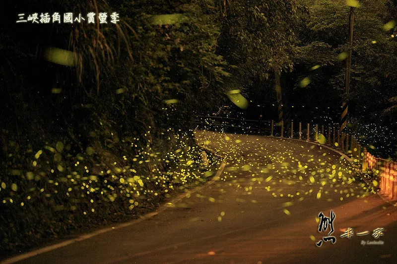 三峽插角國小賞螢火蟲活動|私房賞螢地點