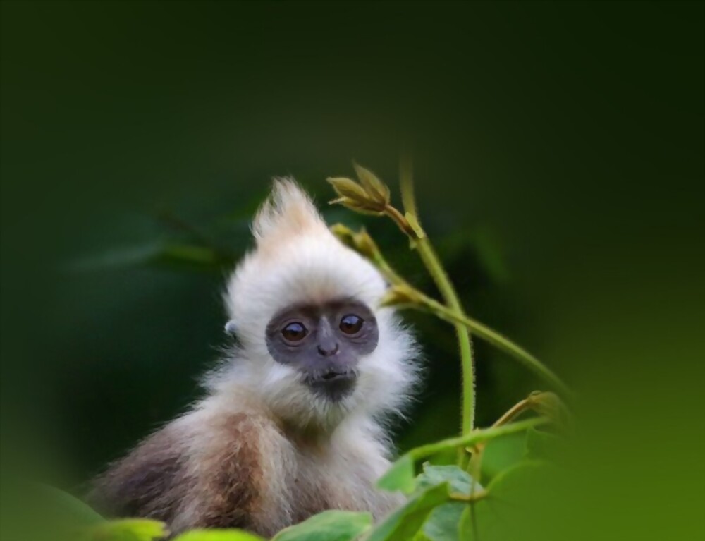 White-headed Langur: Most Amazing Monkeys