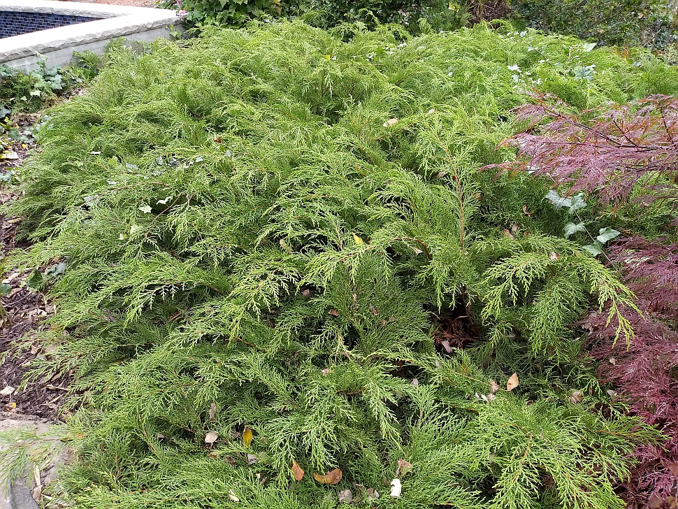 Future Plants by Randy Stewart Siberian Carpet Cypress