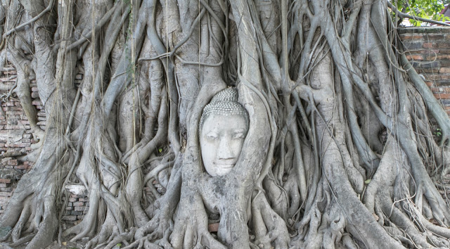 Testa del Buddha tra le radici di un albero-Rovine di Ayutthaya