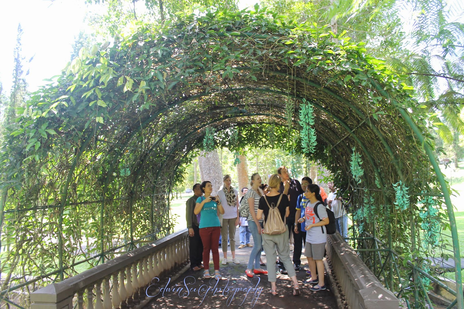 Gambar Kanopi Tanaman Dekorhom Gambar Kanopi Tanaman Dekorhom
