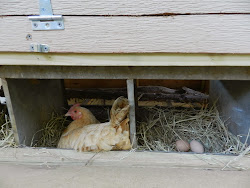 chicken coop manure rake