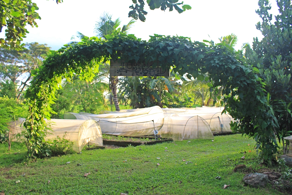 Cheche Lazaro Probes The Fertile Land Of Lotus Pod Farm In Bay