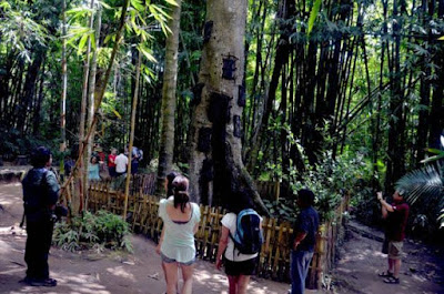 7 Facts You Should Know About Baby Graves in Toraja