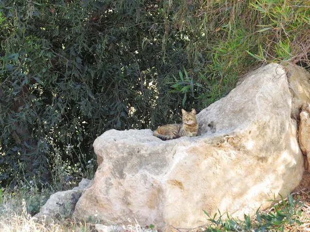 Cyprus Road Trip Itinerary: Cat on a rock at the Tomb of the King of Paphos