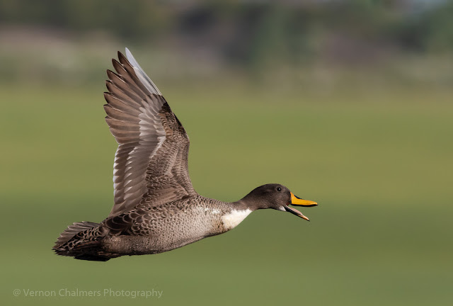 Yellow-billed duck in in flight Woodbridge Island, Milnerton