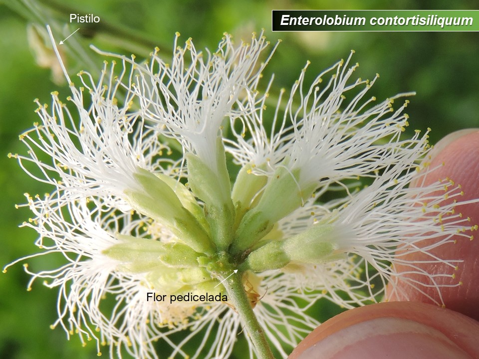 The Flowering plants (Leguminosae Fabaceae) Mimosoideae