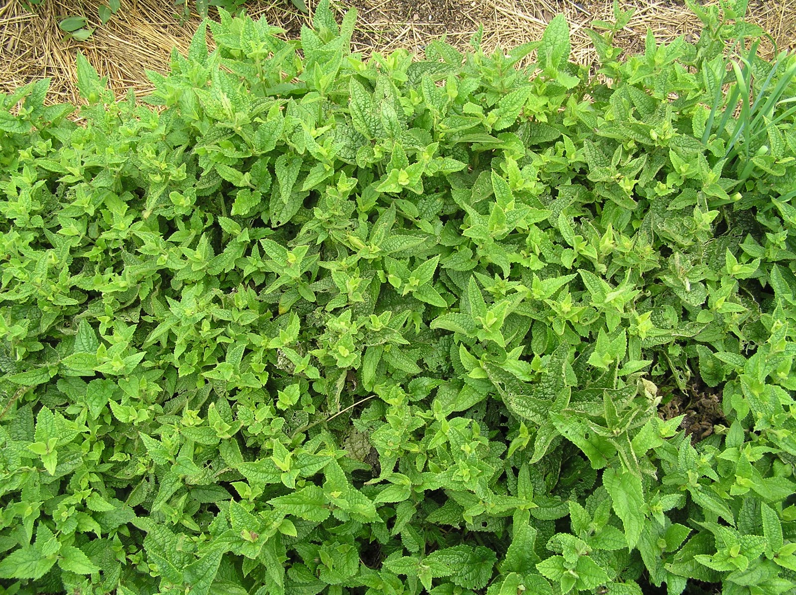 Rare Edible Root Crops: My chinese artichoke
