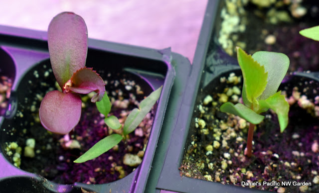 Apple Seedlings