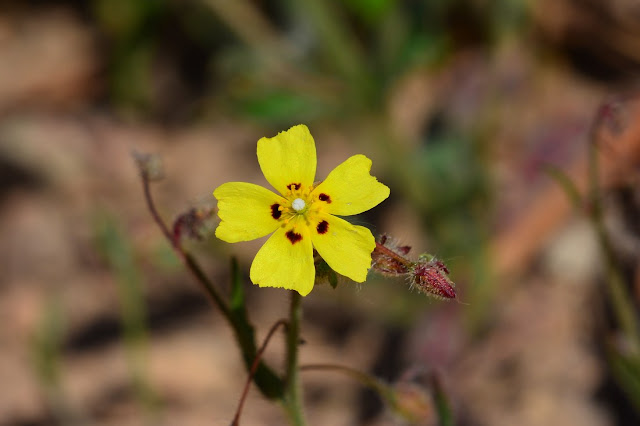 Tuberaria guttata Tuberaria guttata