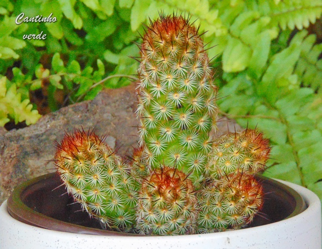 Cantinho verde - horta e jardim: Cacto dedo de moça - Mammillaria elongata