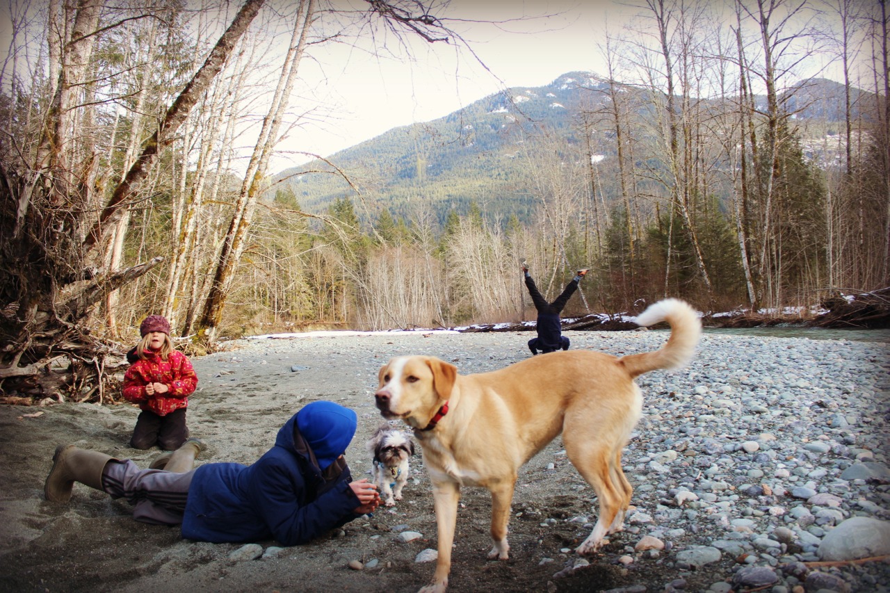 Marblemount Homestead Where did all the little collars go? Check in