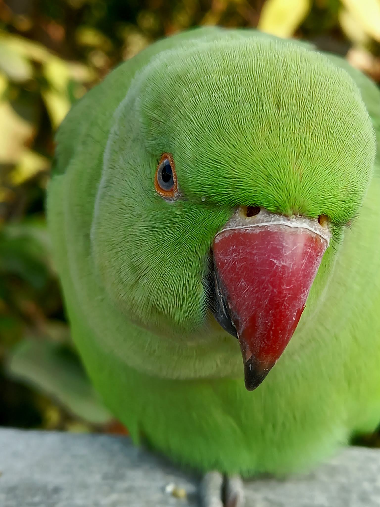 Parrot Image
