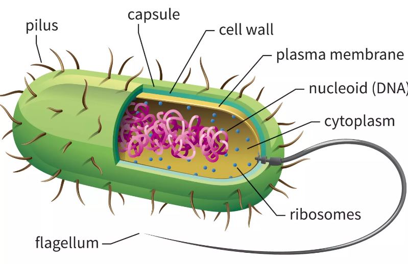 Pengertian Dan Fungsi Sel Prokariotik Sekolah007