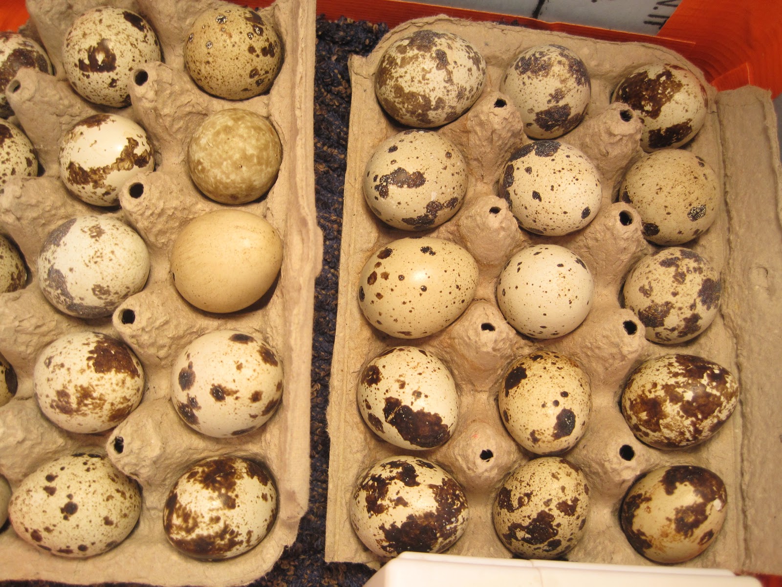 Teeny tiny quail Candling the eggs....