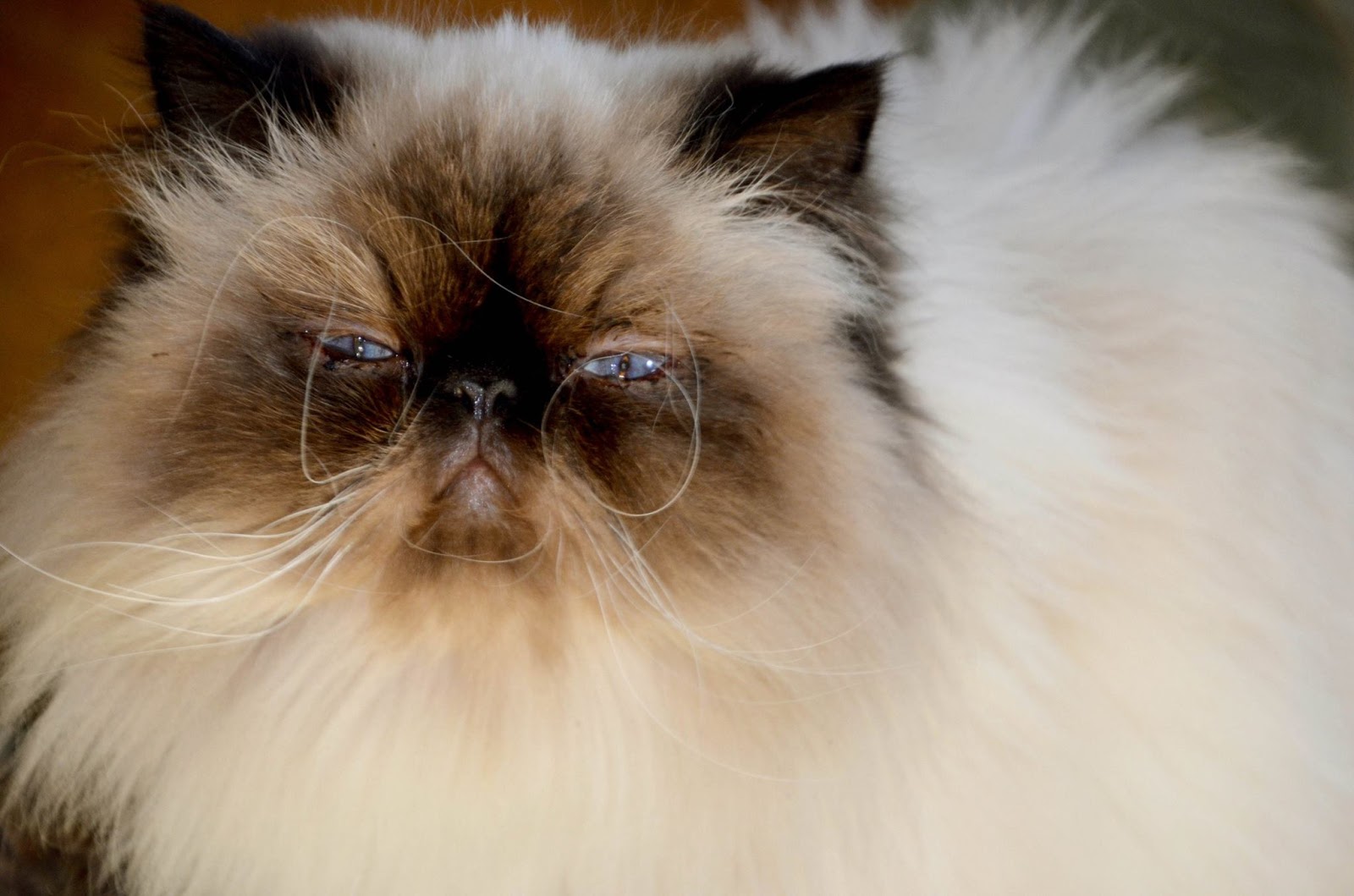 Cats Tales & Reviews Royal Canin Purrfect food for Himalayans!