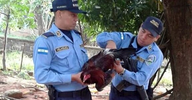 Chicken arrested and thrown in jail for causing chaos(Photos) - WELCOME