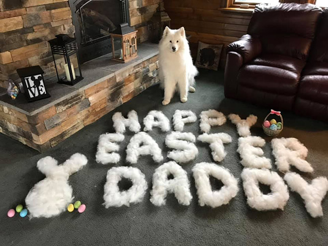 Os Presentamos El Sheddingdogchallenge O Formar Figuras Con El Pelo Que Suelta Tu Perro Cuando Lo Cepillas