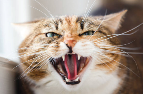 How to Fix Your Cats' Petting Aggression Dr Carl