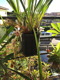 , Cymbidium Dayanum, diarid'orchidee