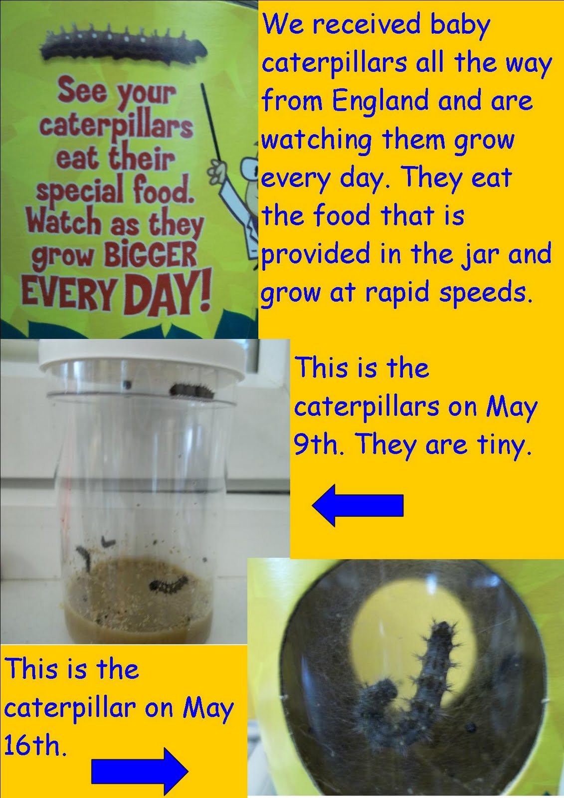 Ms. McLaughlin Caterpillars!!! Rapid growth...