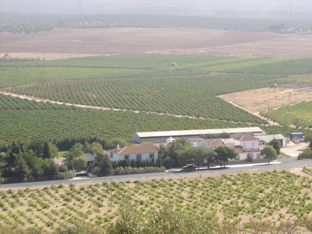 Bodega Cortijo La Fuente