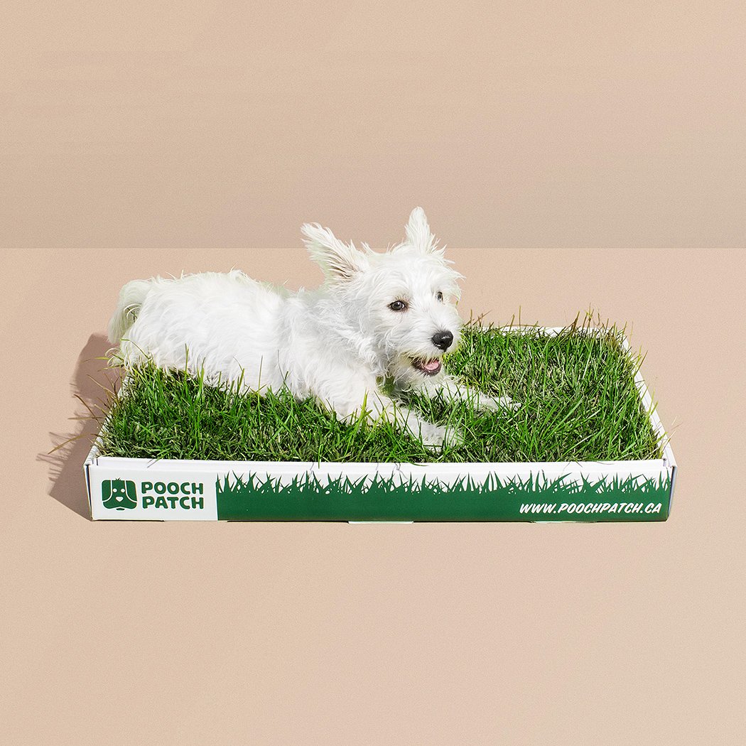 Puppy Pads for Dogs Artificial Grass for Dogs Pooch Patch 2017
